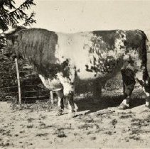 Omc1985.008.036 Image 600dpi